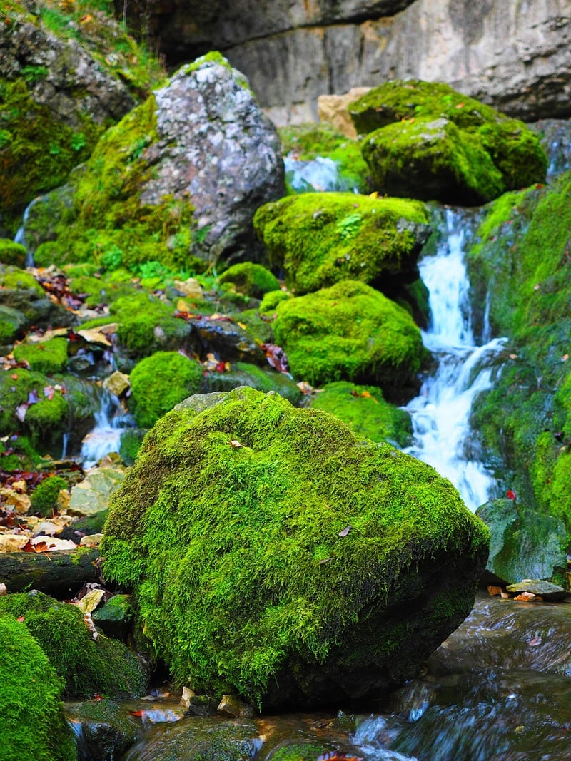 Enchanted Forest